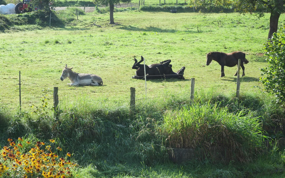 In the Balance – join us for a weekend seminar near Durbuy!